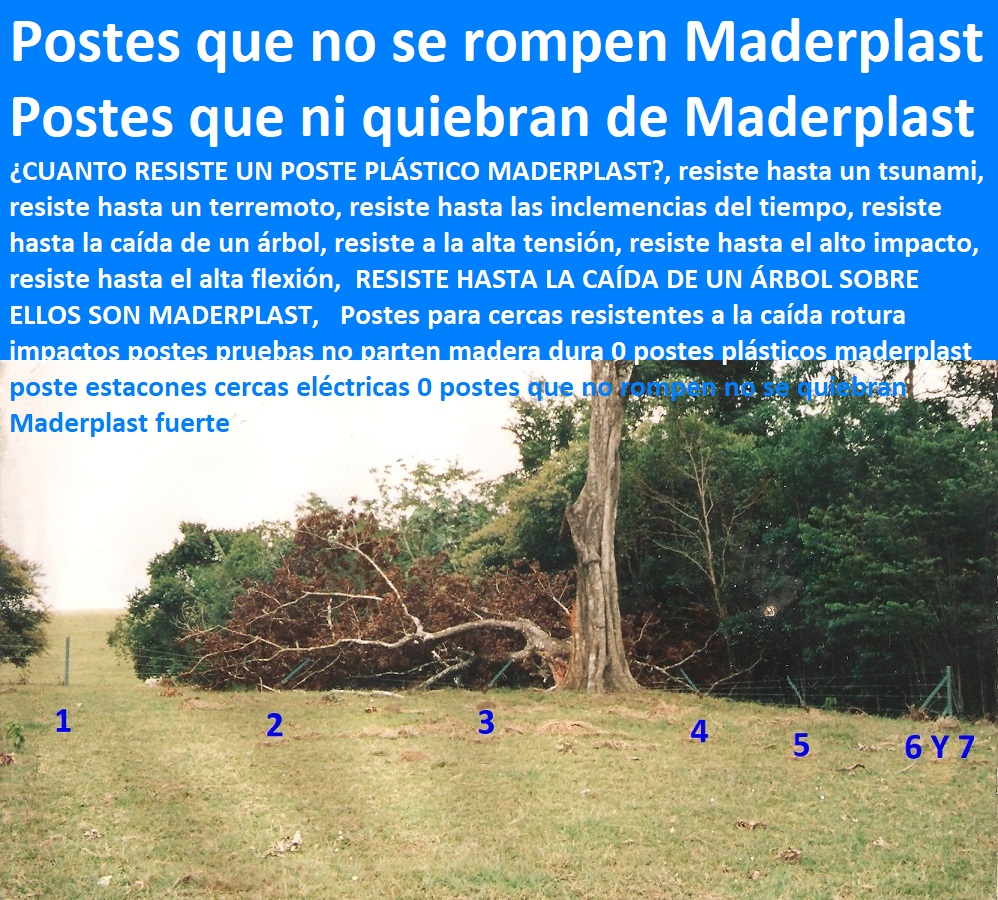Postes Maderplast el mejor material para tutores agrícolas la mejor madera plástica Maderplast 0 entutorado de árboles 0 Buenas prácticas agrícolas BPA Tutorado 0 tutorado pimentón tutorado con varilla de madera Maderplast tutor Postes Maderplast el mejor material para tutores agrícolas CULTIVOS TECNIFICADOS, INVERNADEROS, Semilleros, Bancos De Siembra, Hidroponía, Agricultura, Cosecha, Poscosecha, Tutores para Flores cable vía Bananas Aromáticas, la mejor madera plástica Maderplast 0 entutorado de árboles 0 Buenas prácticas agrícolas BPA Tutorado 0 tutorado pimentón tutorado con varilla de madera Maderplast tutor